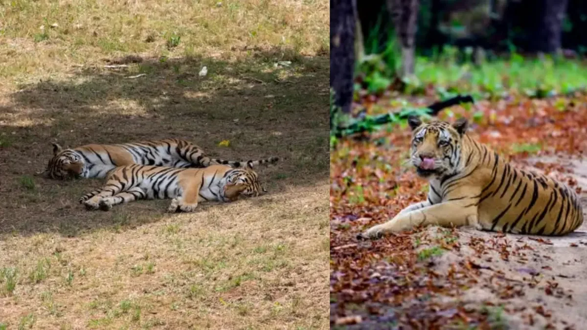 India Leads Global Tiger Conservation in 2026 with 58 Reserves